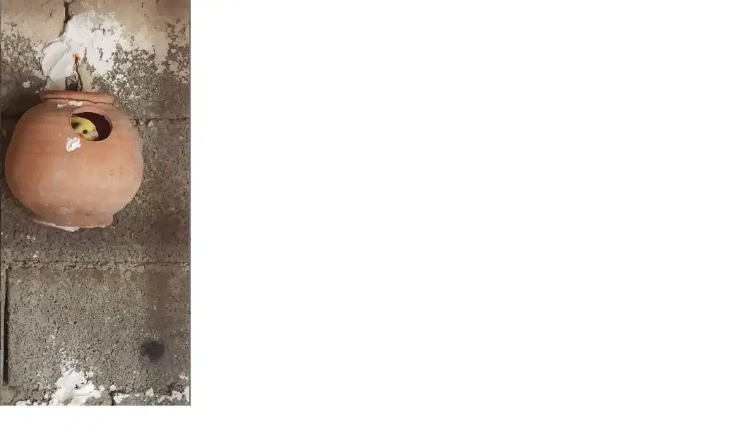 عروس هلندی|پرنده|کنارک, |دیوار