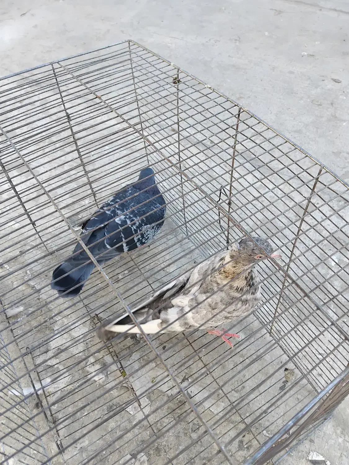 کبوتر فروشی|پرنده|شیروان (خراسان), |دیوار