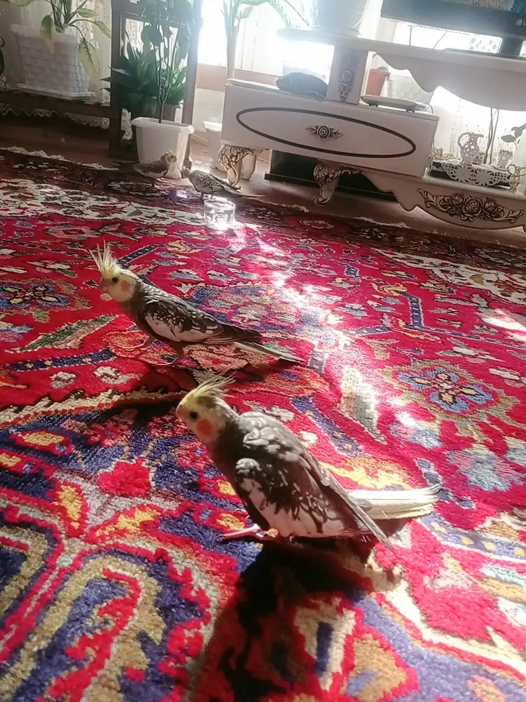 دو عدد عروس نرو ماده|پرنده|عجب شیر, |دیوار