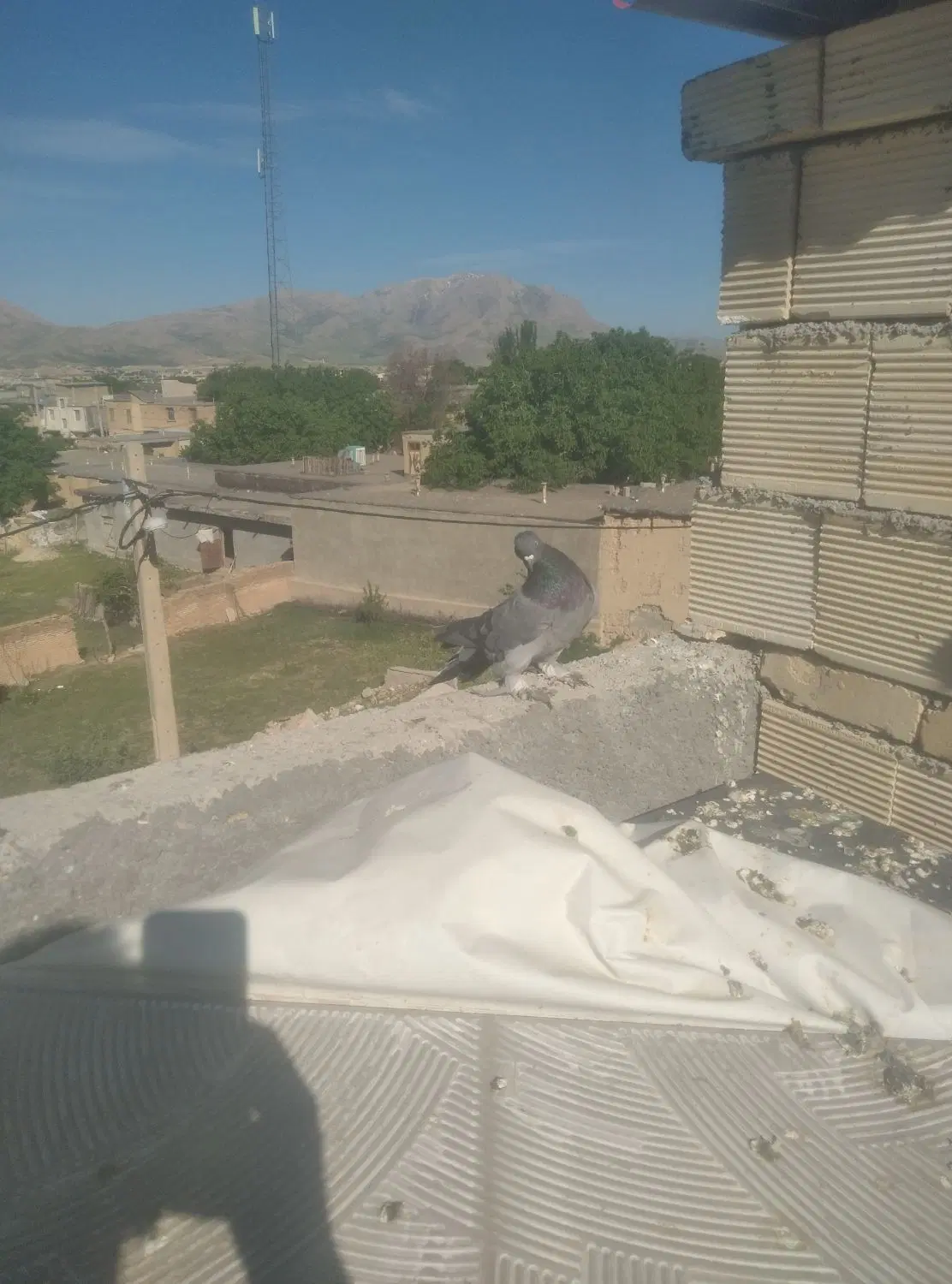 کفتر|پرنده|فارسان, |دیوار