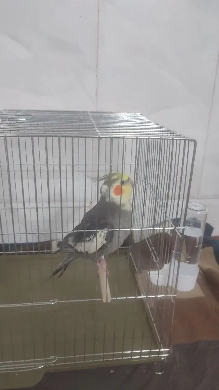 عروس همراه قفس|پرنده|قم, زاویه|دیوار