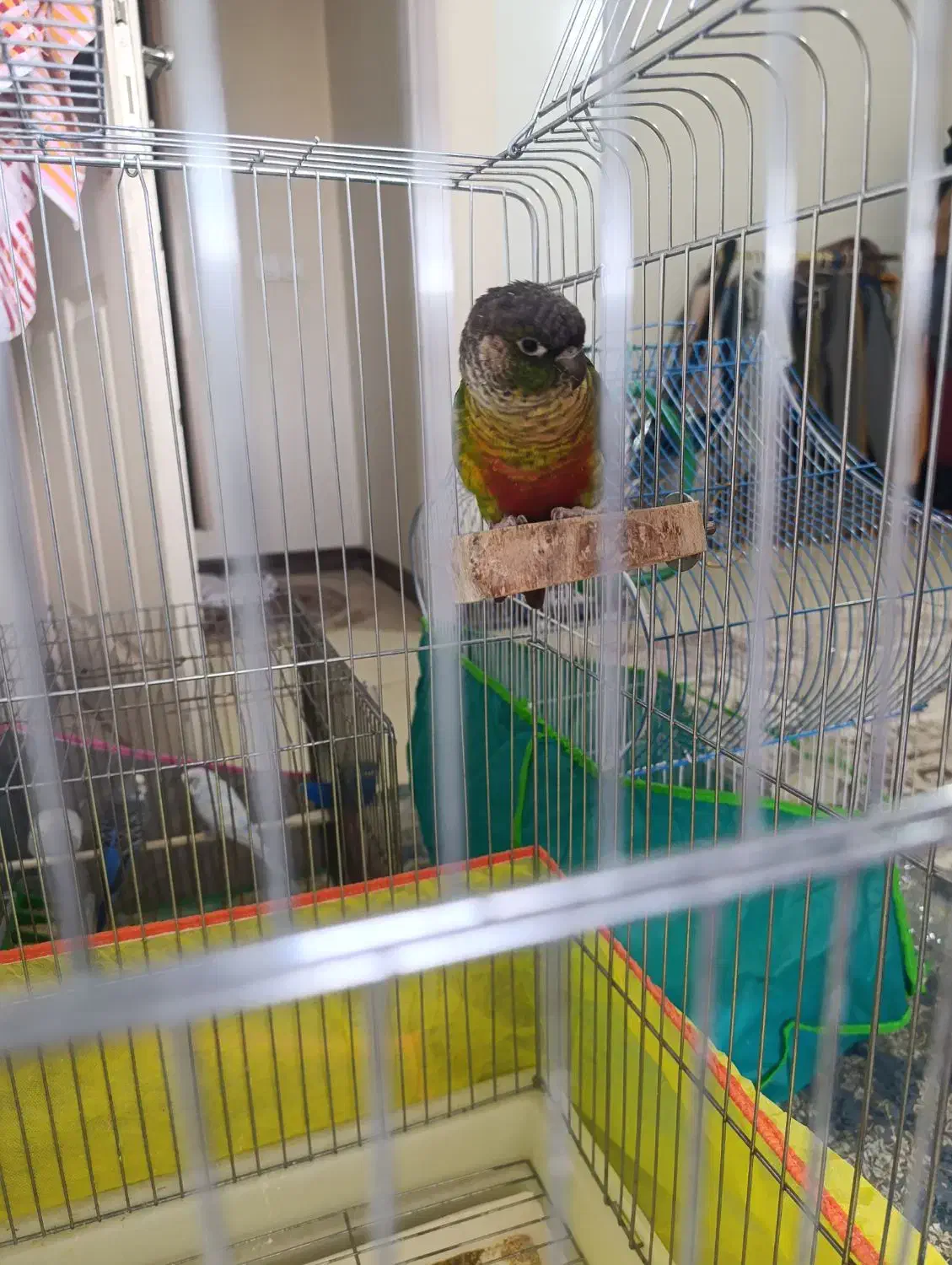 طوطی گرینچیک|پرنده|کرمان, |دیوار