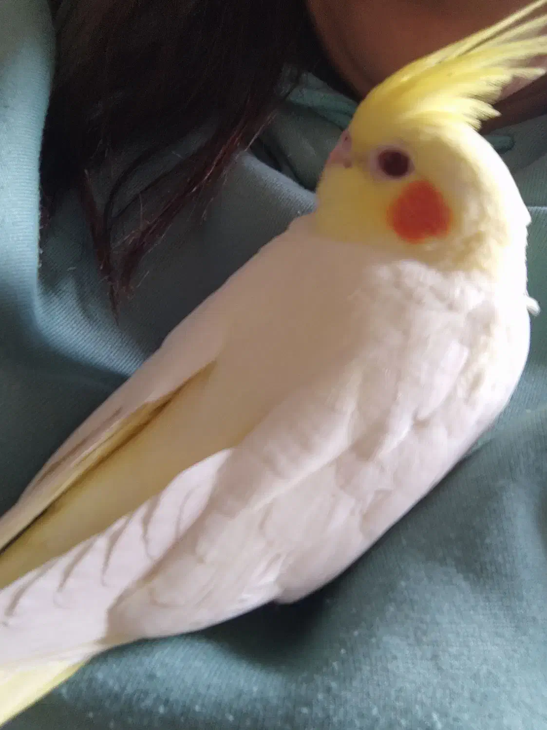 فروش عروس هلندی|پرنده|رامسر, |دیوار