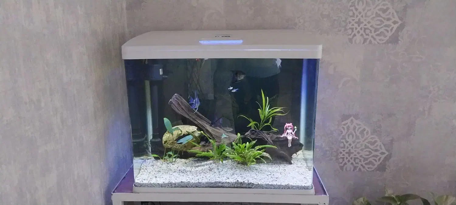 آکواریوم شیشه خم|ماهی|شیراز, نصر|دیوار