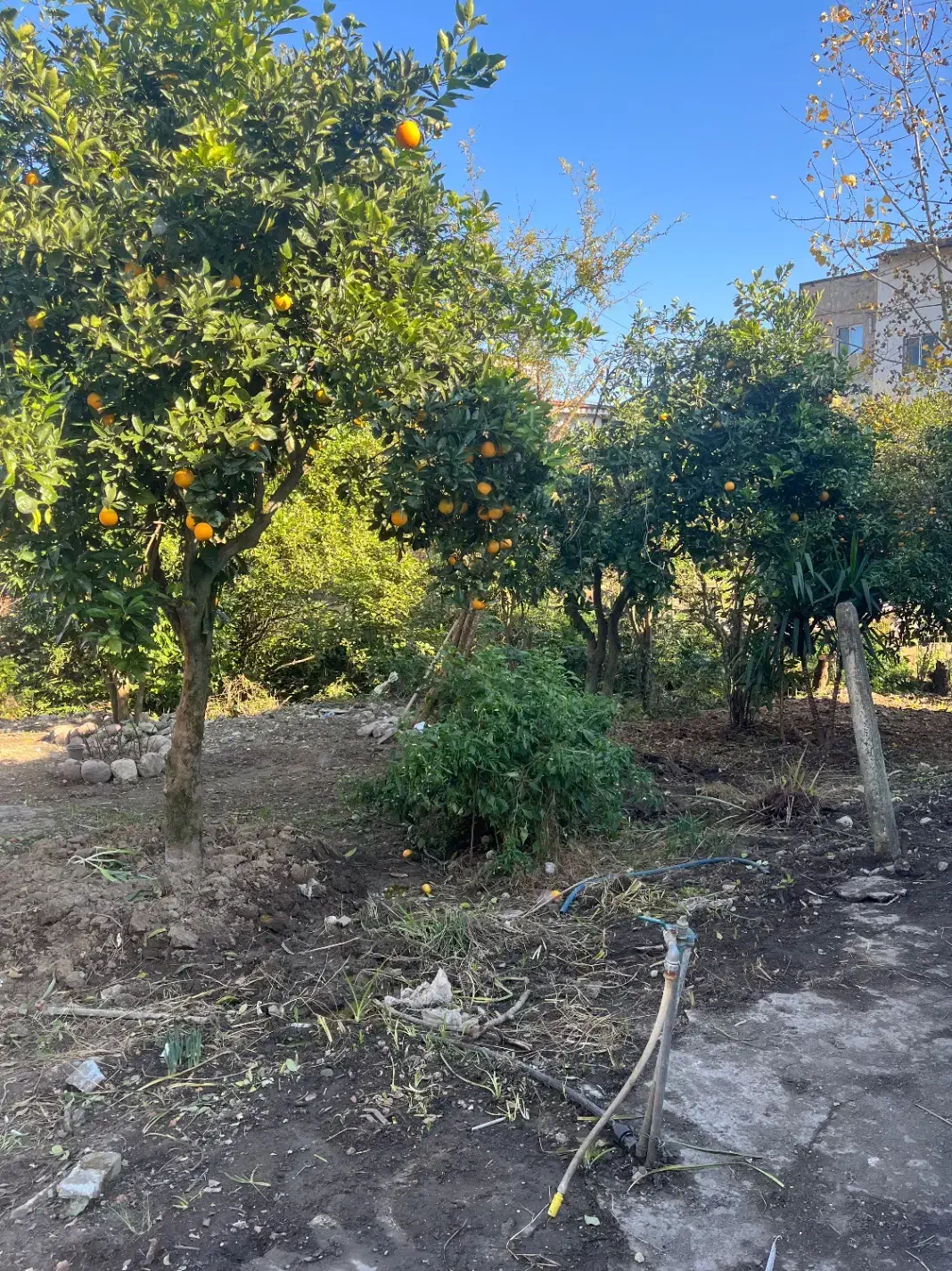 فروش ویلا باغ ۱۰۰۰ متری متل قو|فروش خانه و ویلا|سلمانشهر, |دیوار