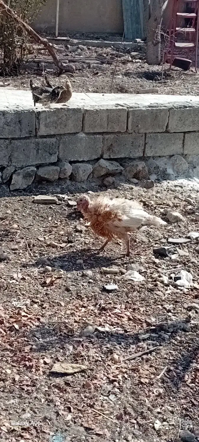 بوقلمون|حیوانات مزرعه|فولادشهر, مدیسه|دیوار