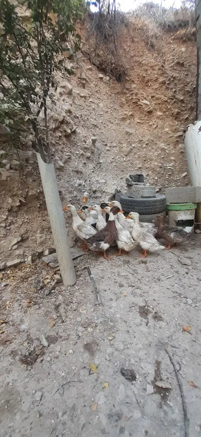 اردک|حیوانات مزرعه|کلاشی, |دیوار