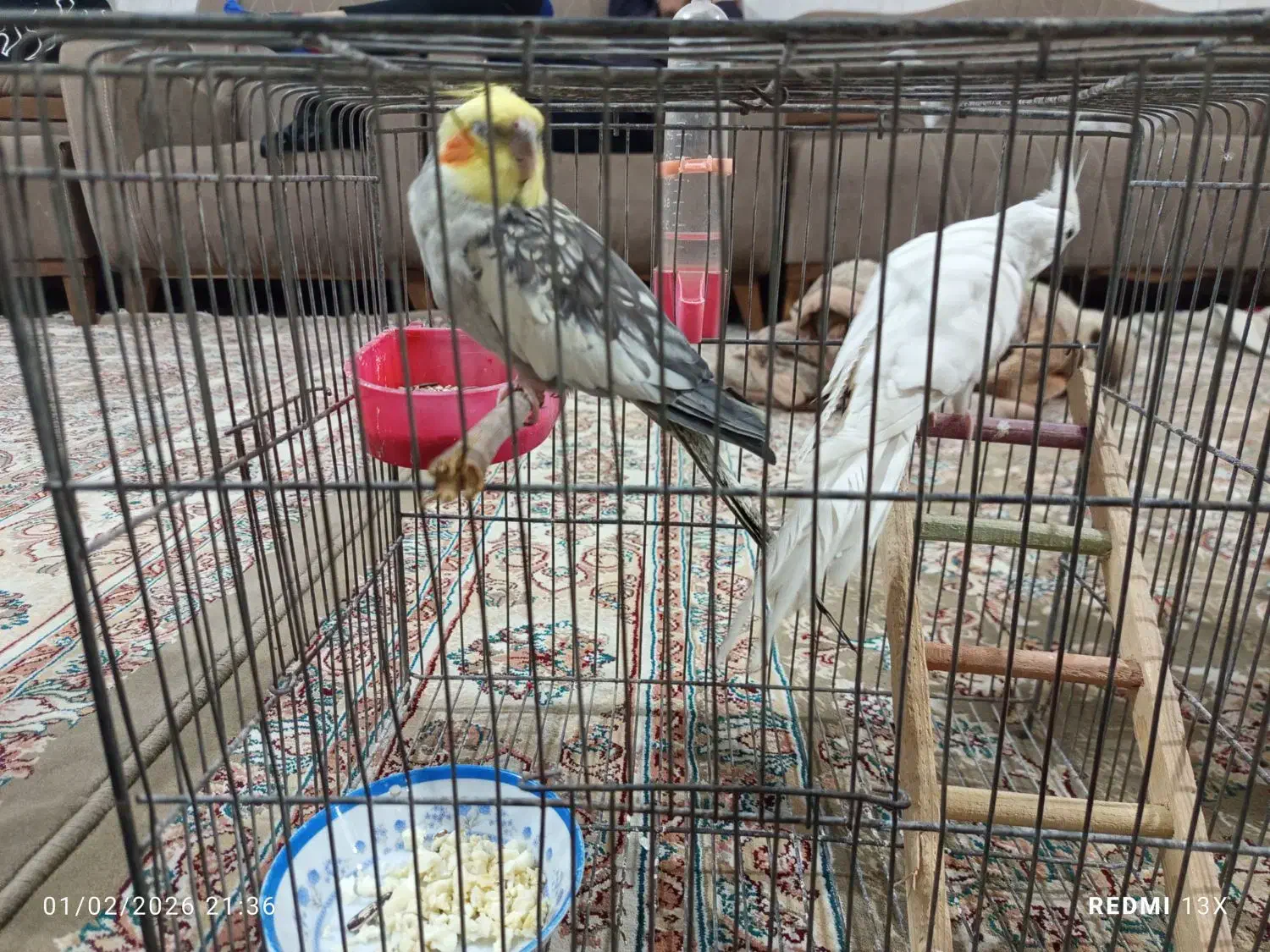 عروس هلندی|پرنده|بندرعباس, |دیوار