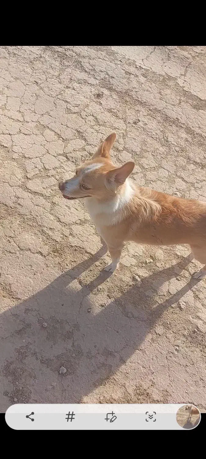 سگ گمشده|حیوانات|مشهد, کارمندان دوم|دیوار