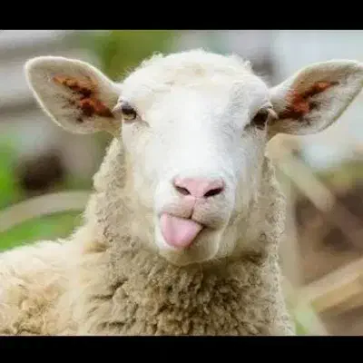 میدان دام ریواده کسی میره|فعالیت داوطلبانه|جوین, |دیوار