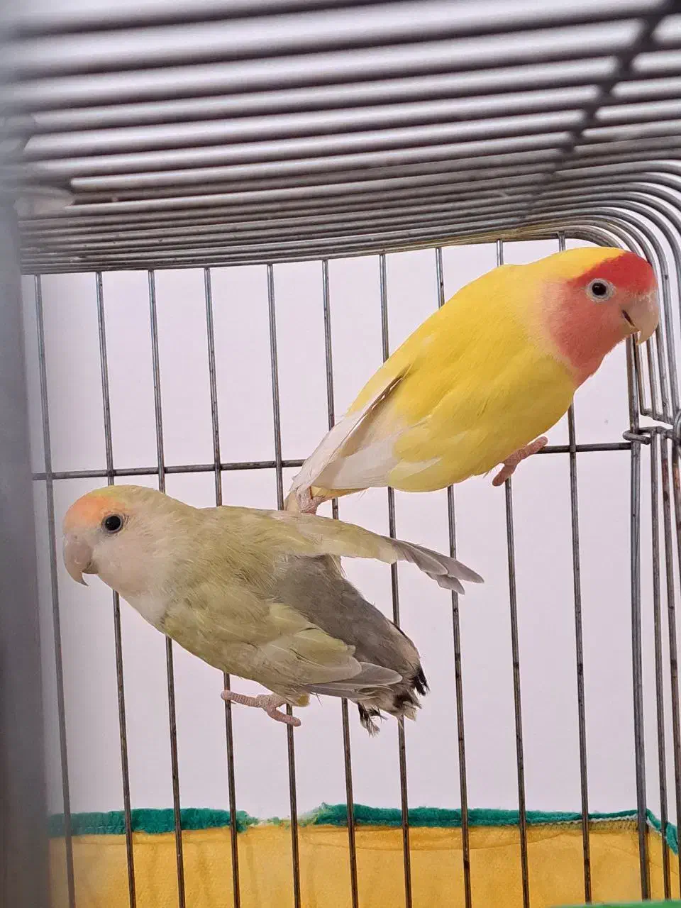 طوطی برزیلی|پرنده|بهار, |دیوار