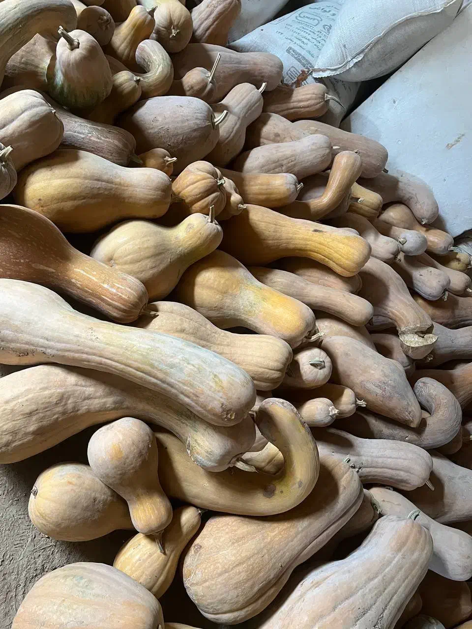 کدو حلوایی شیرین و زرد با قیمت ۲۲هزار تومان|عمده‌فروشی|اسفراین, |دیوار