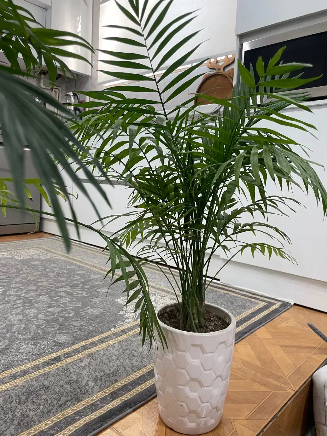 گل های طبیعی شامادورا اریکا کاکتوس|گل و گیاه طبیعی|شهریار, رزکان|دیوار