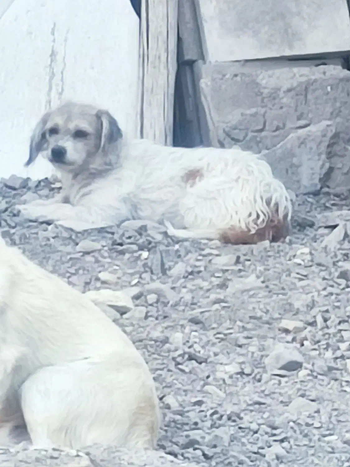 سگ پاکوتاه|سگ|رفسنجان, |دیوار