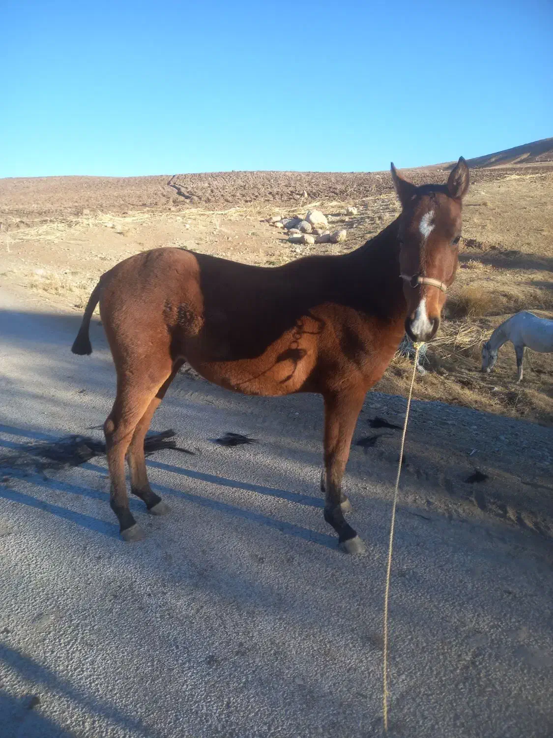 کره نریان کرد|اسب و تجهیزات اسب‌سواری|بیرانوند, |دیوار