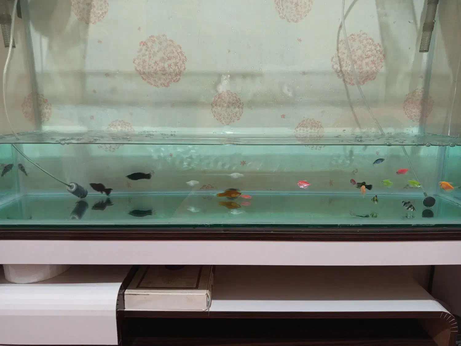 آکواریوم با تمام تجهیزات و قیمت مناسب|ماهی|بندرعباس, |دیوار