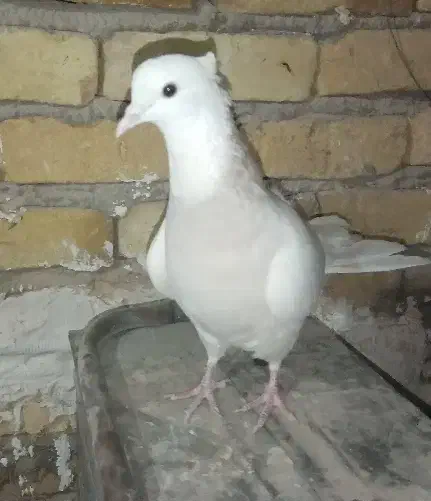 طوقی فروشی|پرنده|زارچ, |دیوار