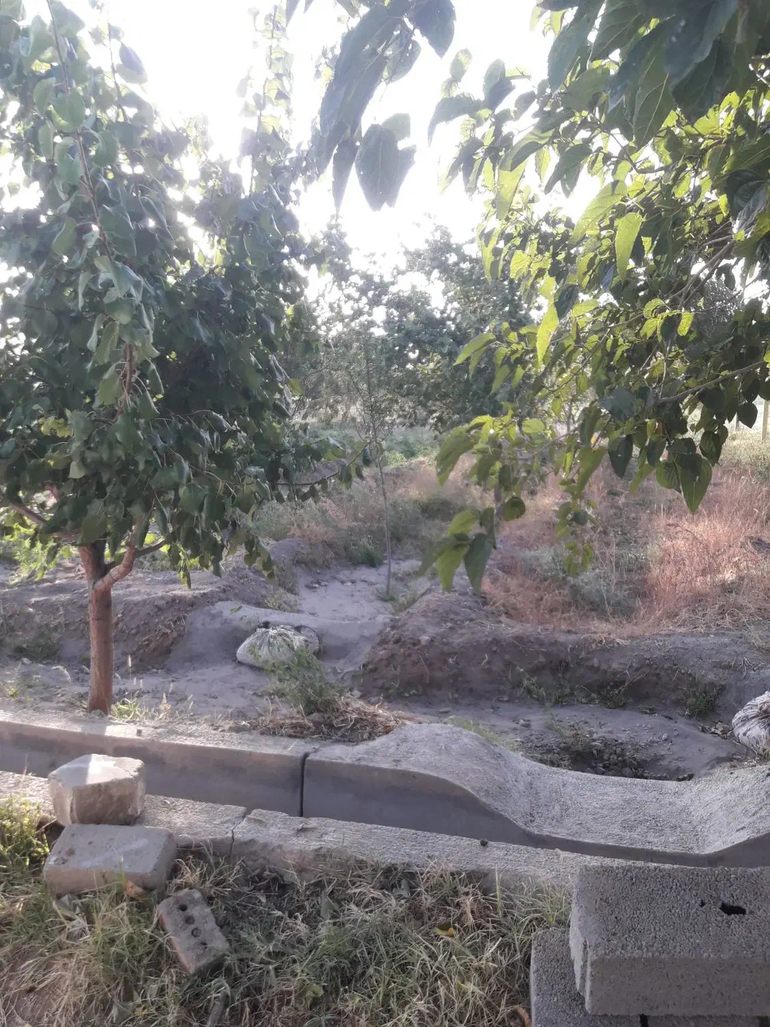 قطعه باغ فروشی در روستای گله بان|فروش دفتر صنعتی، کشاورزی، تجاری|یامچی, |دیوار