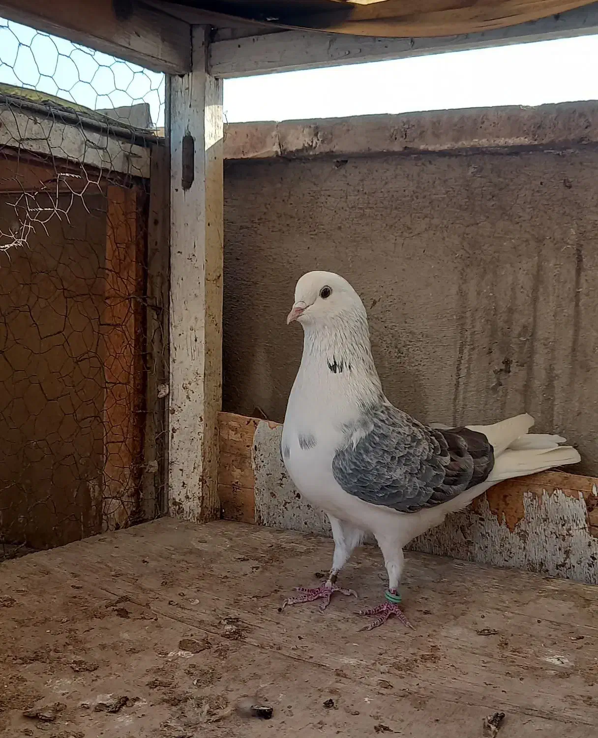 کفتر دوتا نر گردن کلفت|پرنده|ری, سرتخت|دیوار