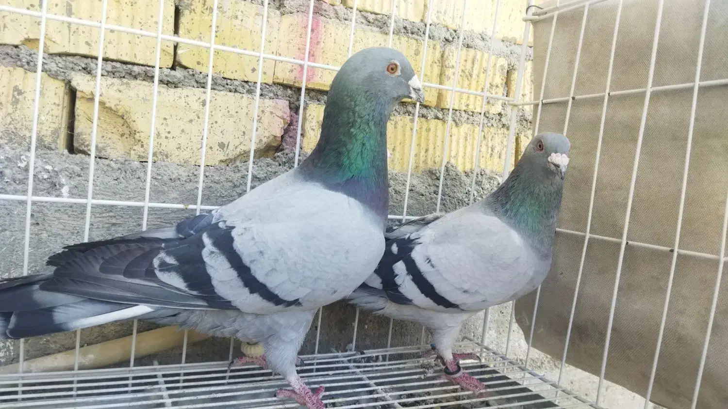 سبز خودمونی|پرنده|کازرون, |دیوار