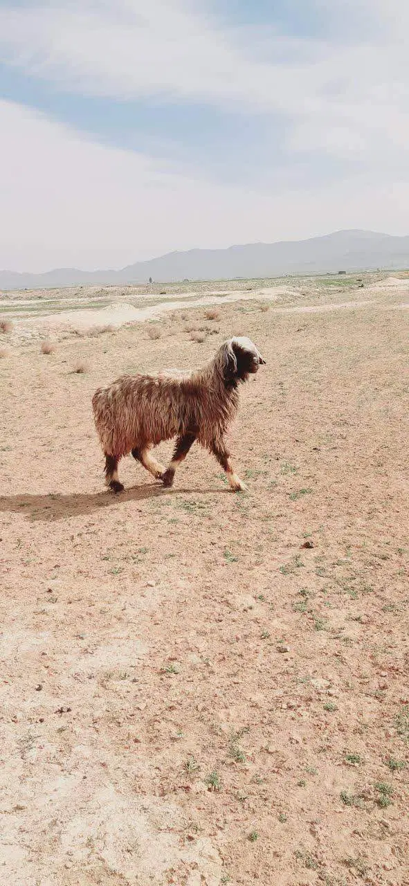 بره قوچ|حیوانات مزرعه|بهمن صغاد, |دیوار