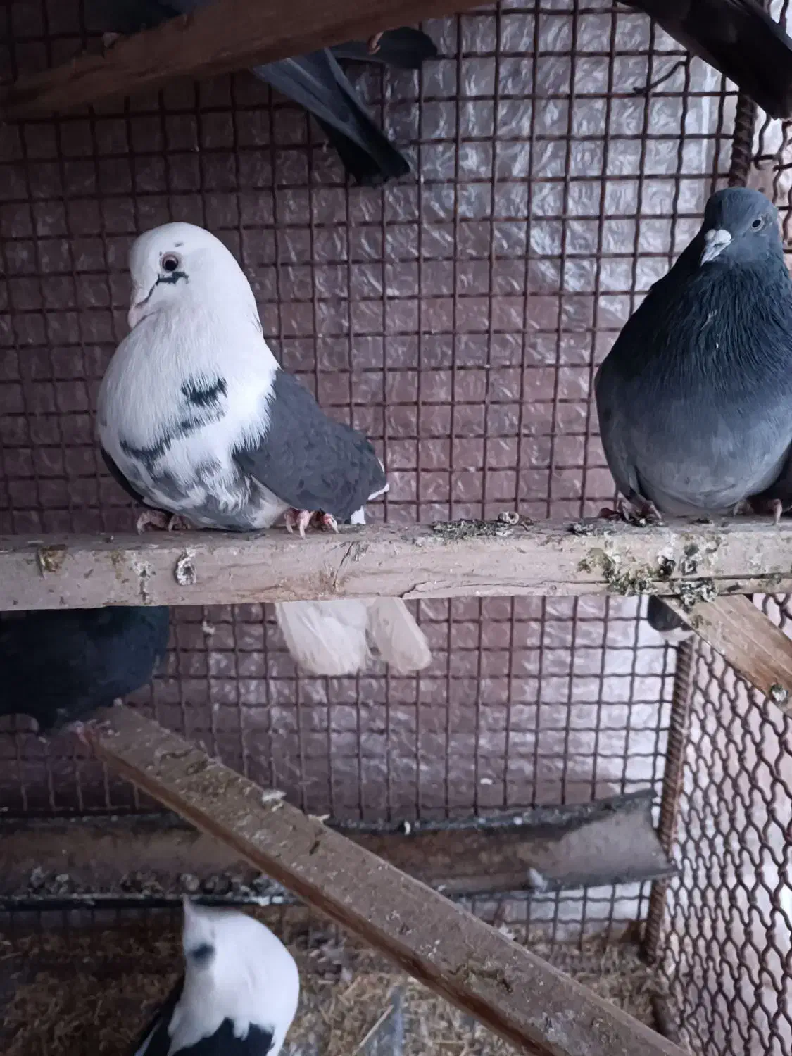 کبوتر|پرنده|کیار, |دیوار