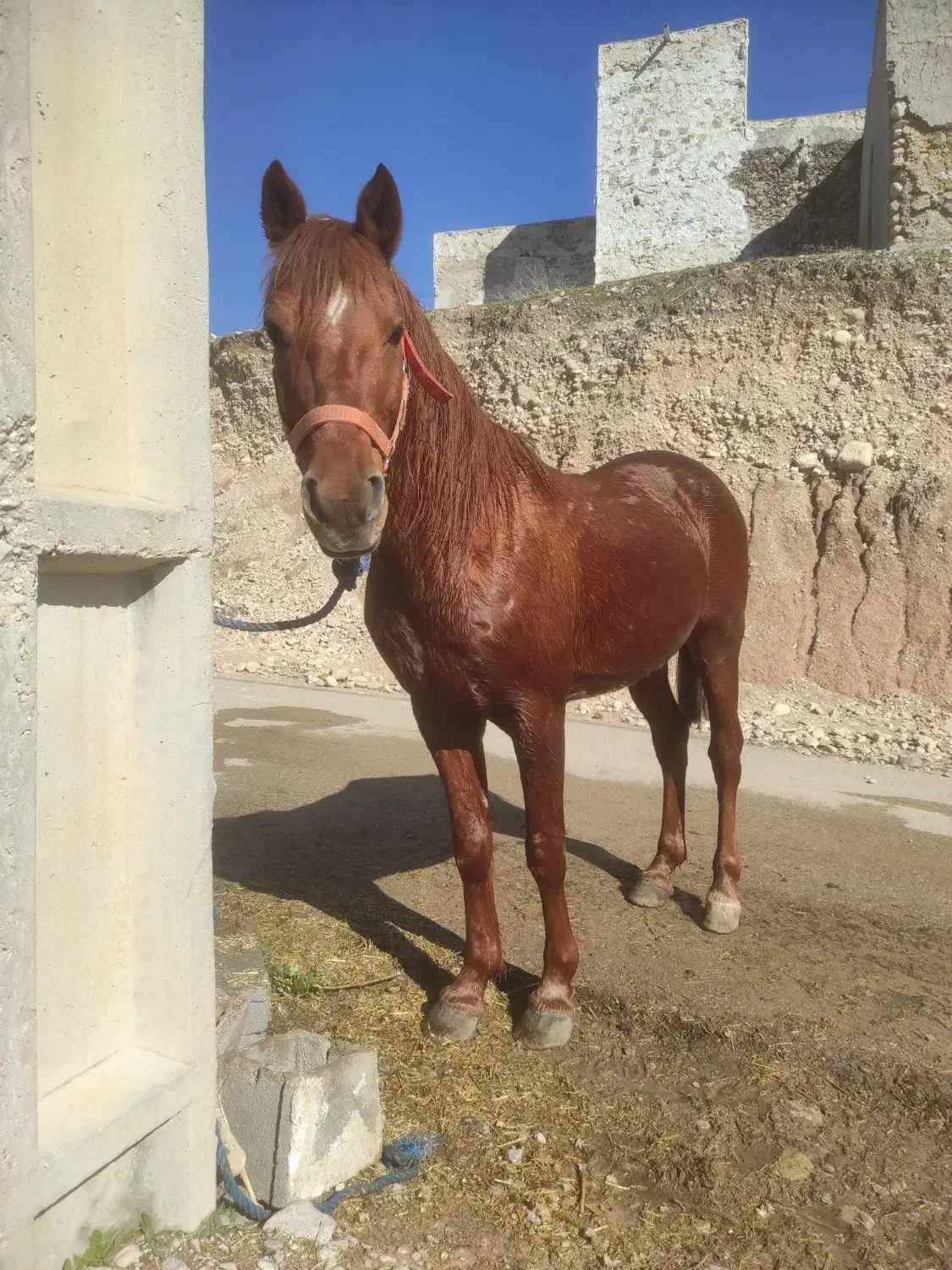 اسب درشور|اسب و تجهیزات اسب‌سواری|دهدشت, |دیوار