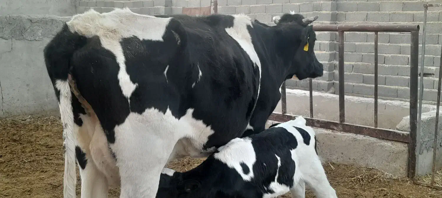 گاو|حیوانات مزرعه|سرداران, |دیوار