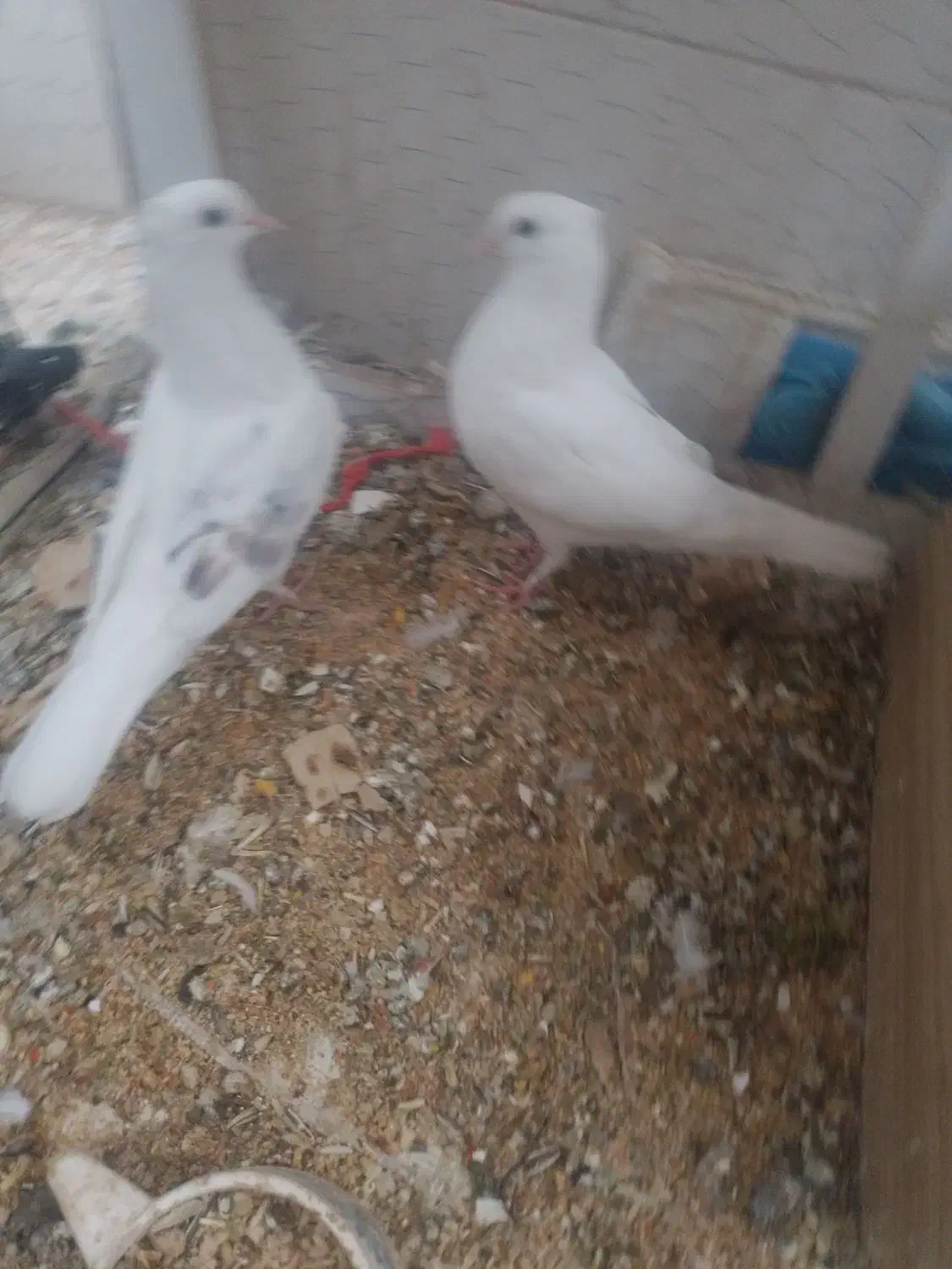 با سلام دوعدد کبوتر جوجه خودم بودند تازه با لق|پرنده|فلاورجان, |دیوار