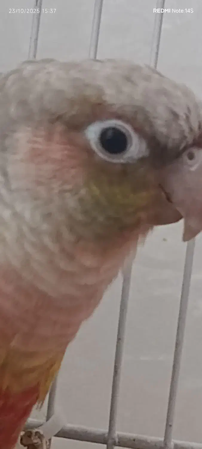 گرینچیک|پرنده|مشهد, هفت تیر (نه دره)|دیوار