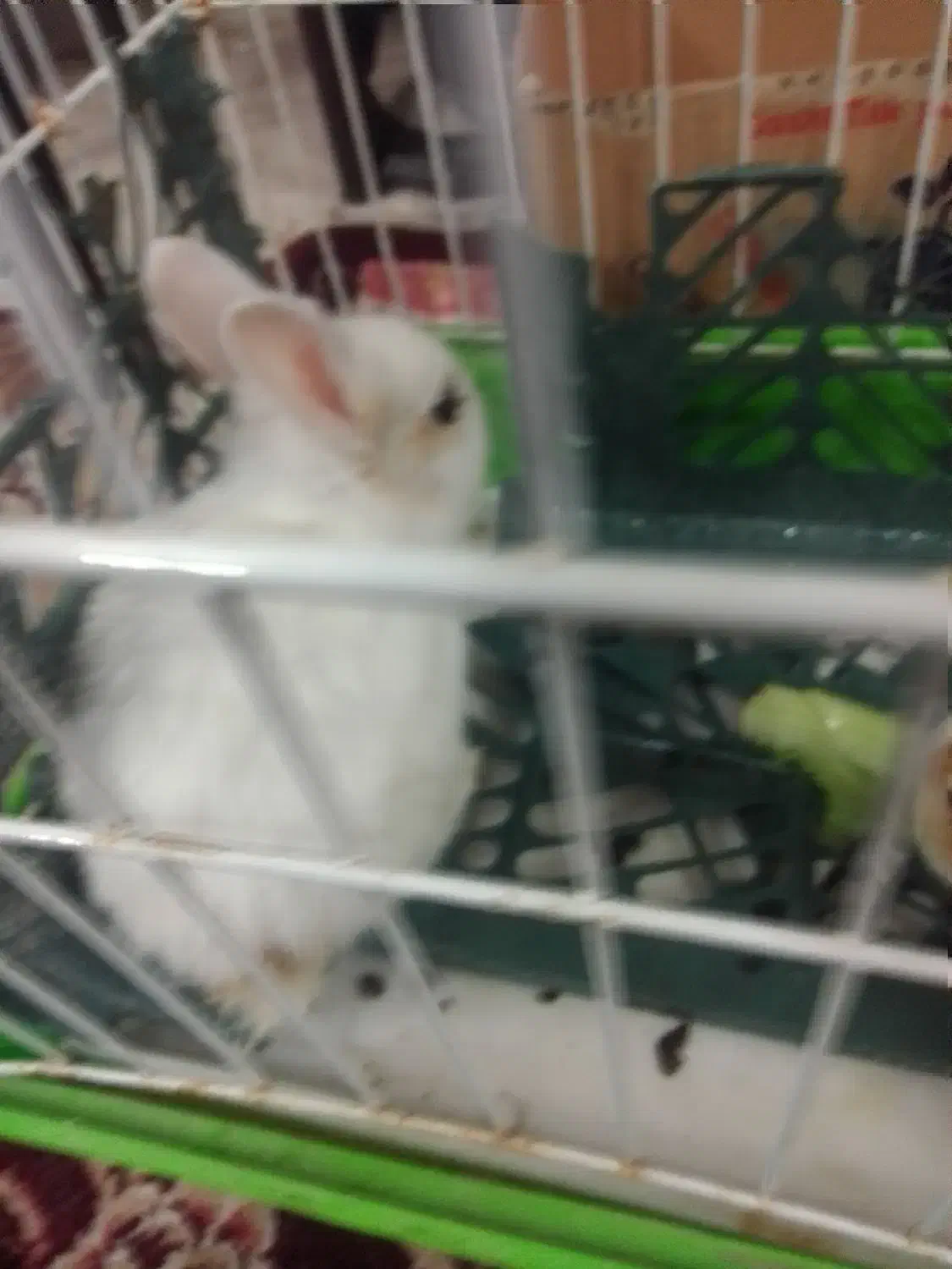 خرگوش تازه علف خوار شده از شیر مادر تغذیه شده|موش و خرگوش|مشهد, انقلاب|دیوار