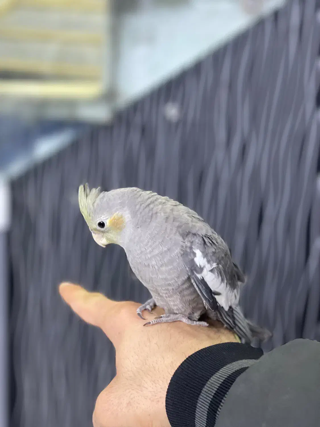 عروس هلندی|پرنده|بجنورد, |دیوار