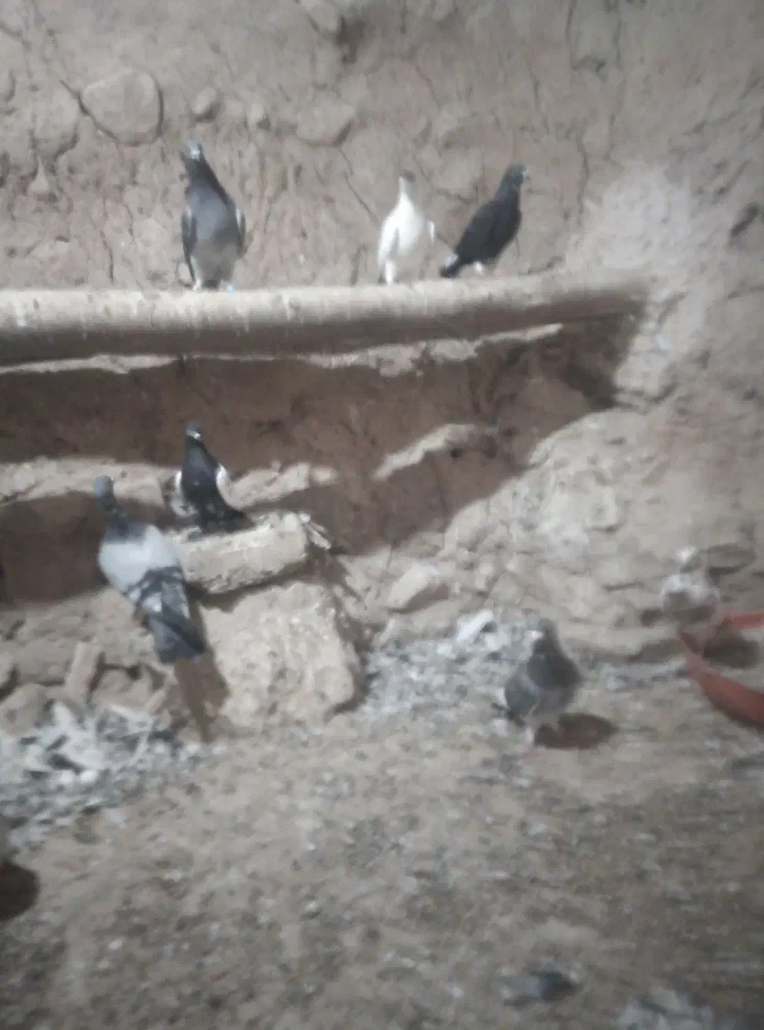 کبوتر|پرنده|شیروان (خراسان), |دیوار