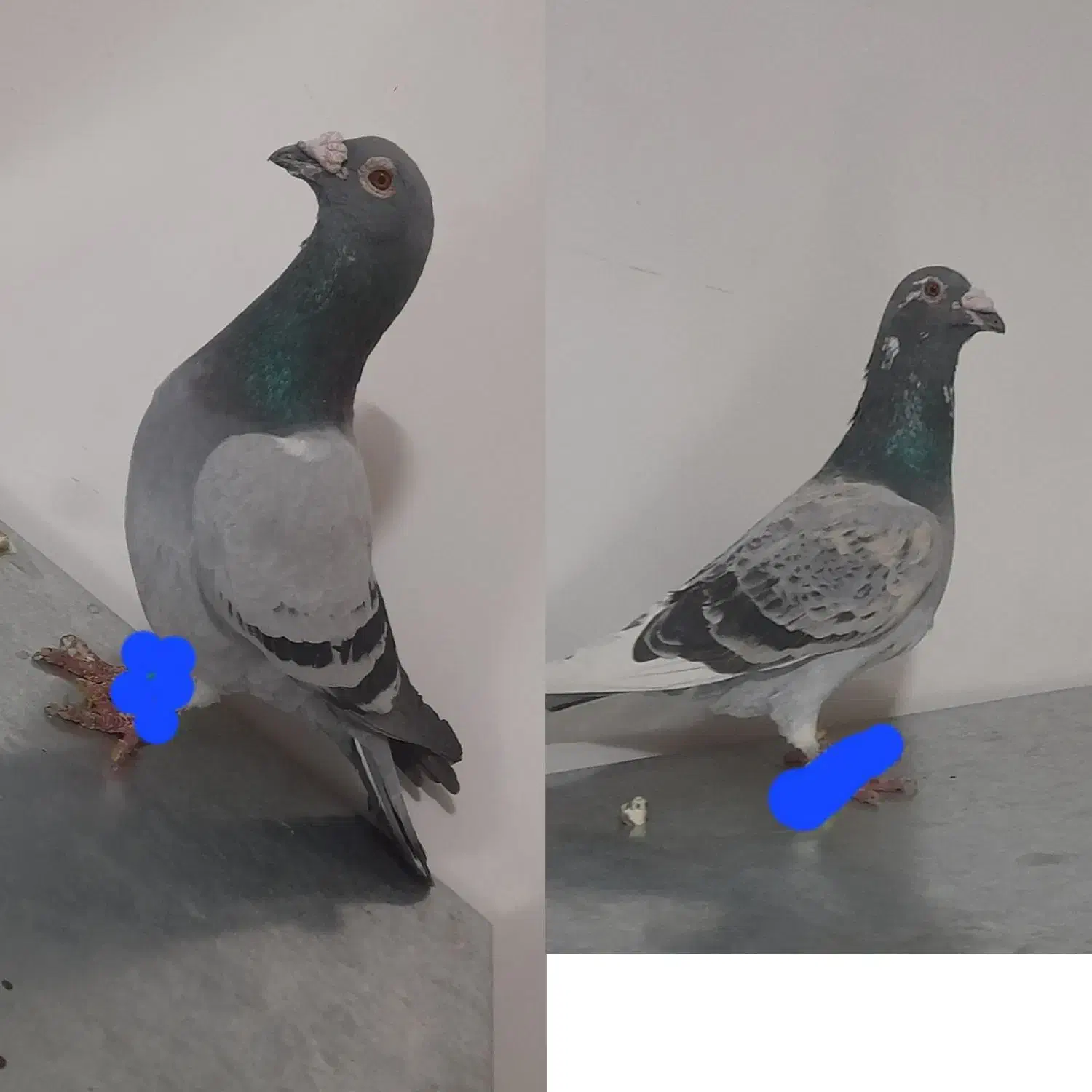 کفتر|پرنده|تربت‌حیدریه, بازار|دیوار