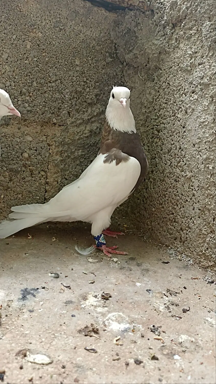 کفتر|پرنده|گله دار, |دیوار