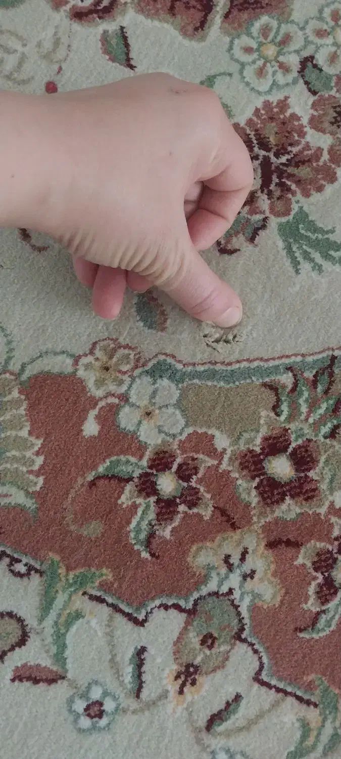 فرش ۱۲ متری|فرش|مراغه, |دیوار