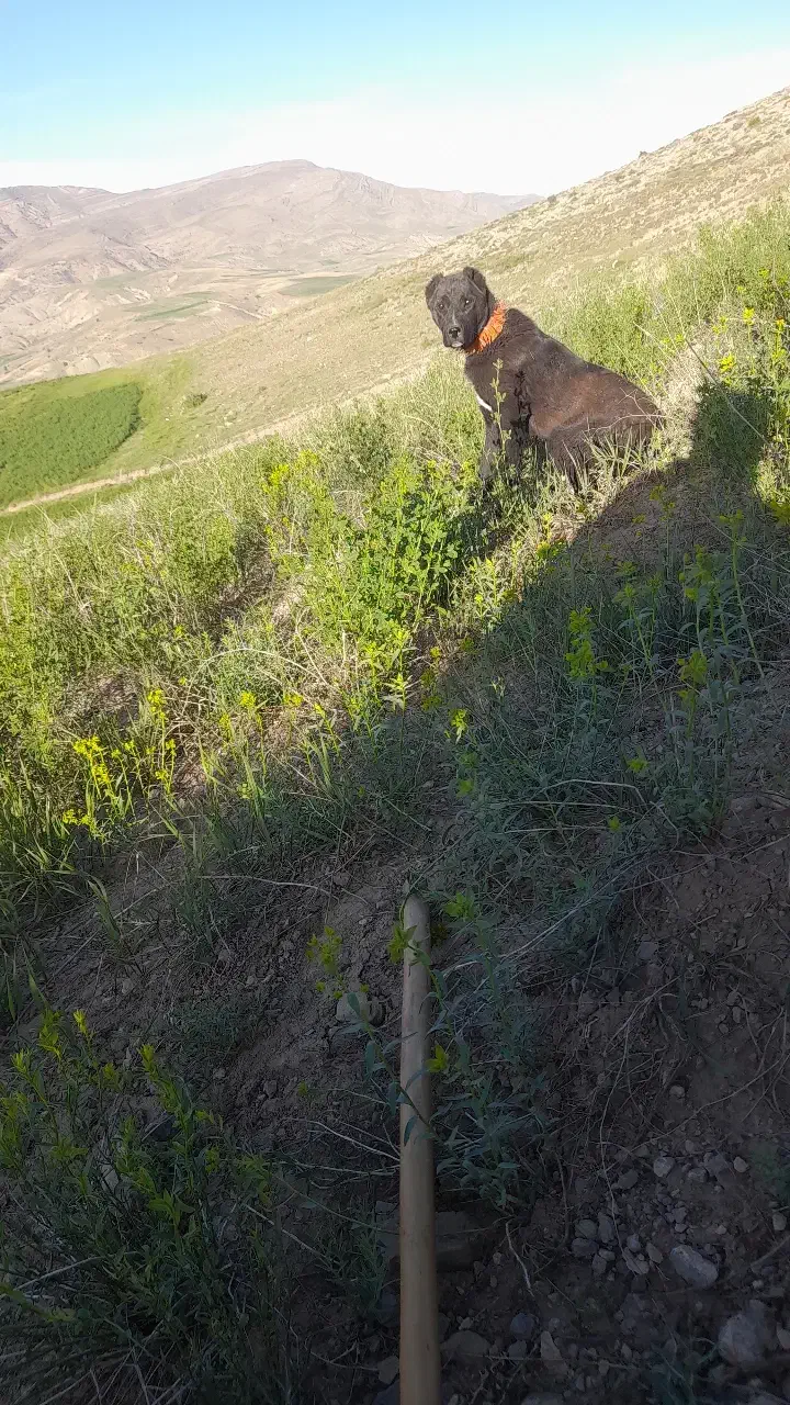 سگ  گوسفند ی یک  ساله|سگ|شیروان (خراسان), |دیوار