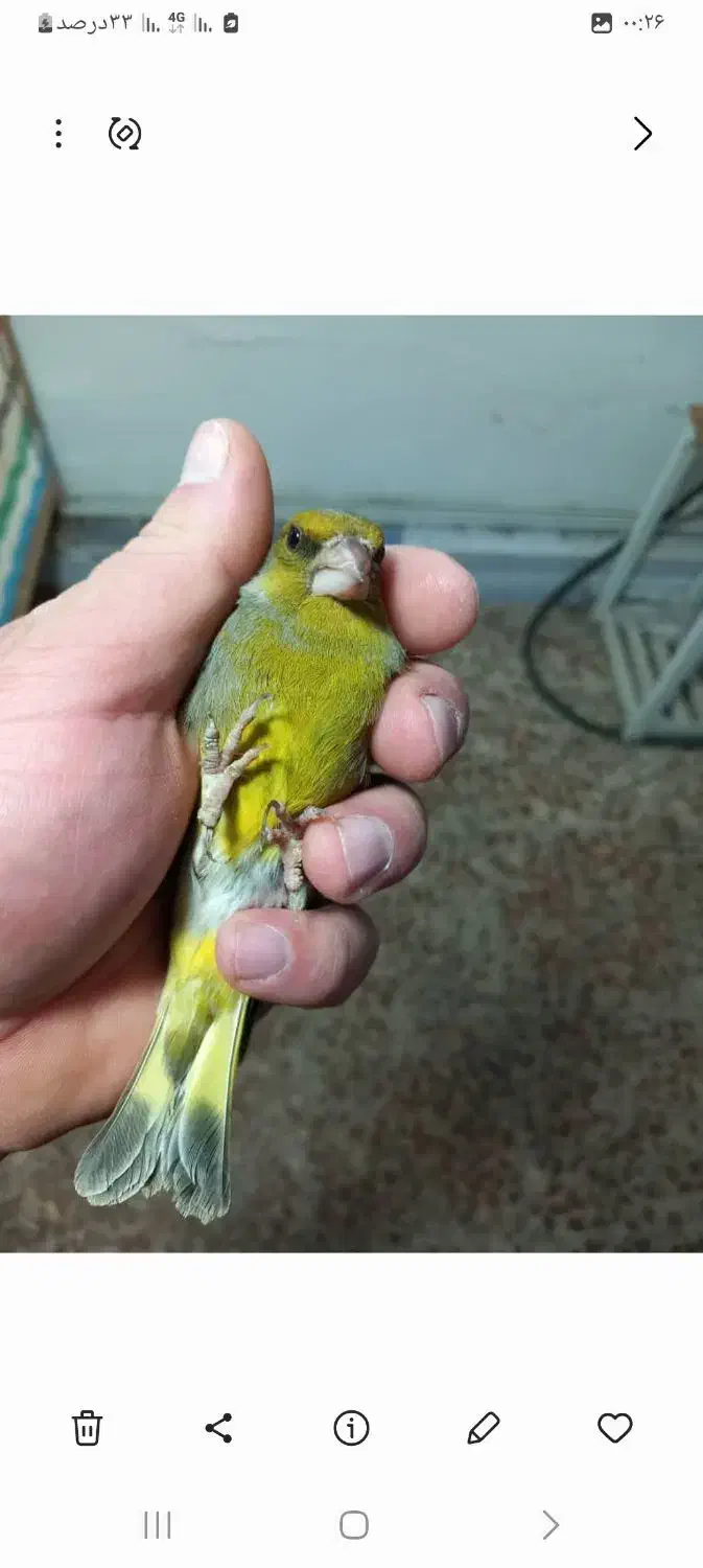 سهره سبز|پرنده|باقرشهر, |دیوار