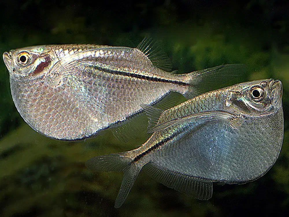 اکواریوم حرفه ای و ماهی خاص|ماهی|زابل, |دیوار