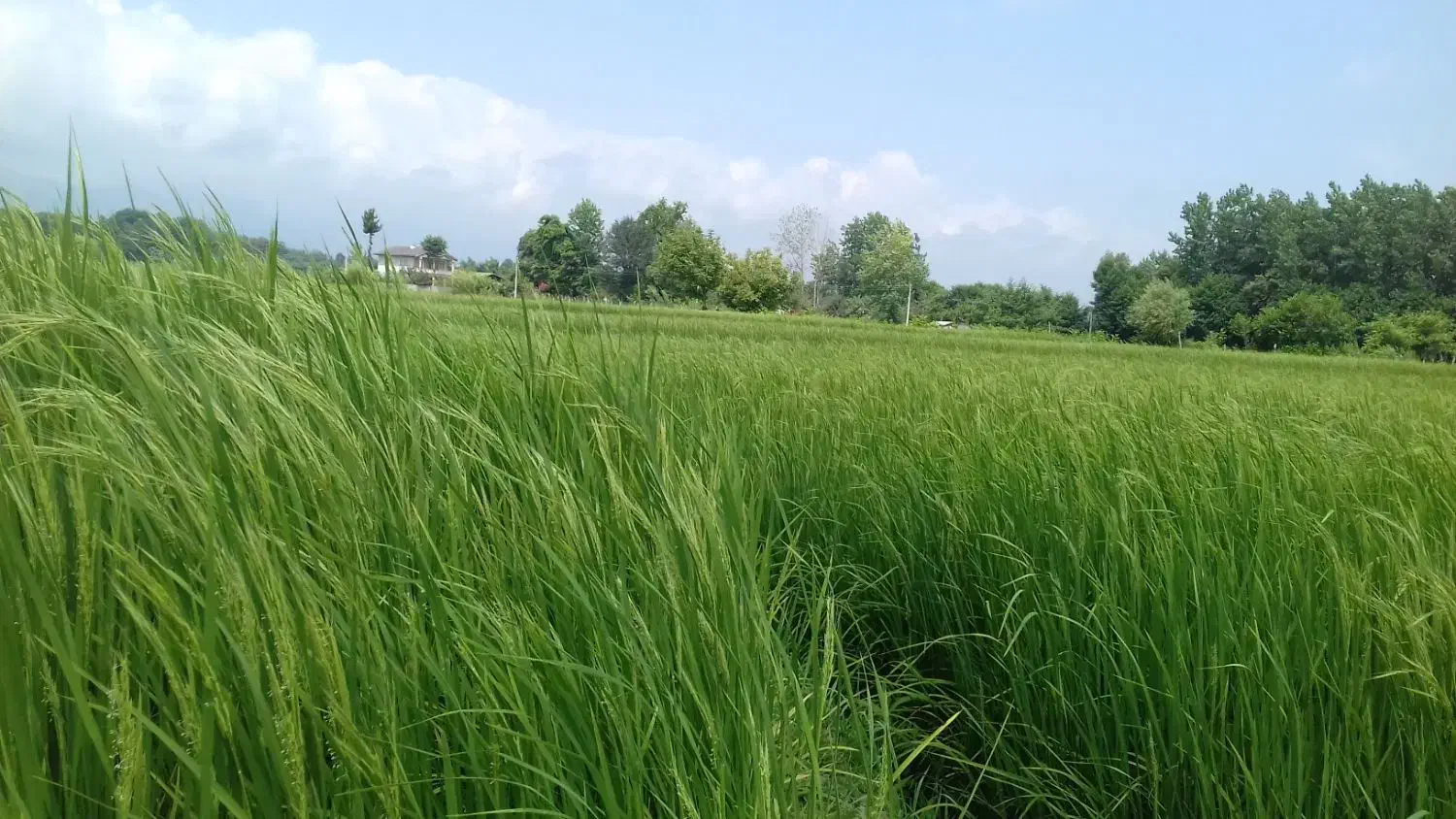 ۳هزارمتر زمین کشاورزی سیابیل ،رضوانشهر|فروش زمین و ملک کلنگی|رضوانشهر, |دیوار