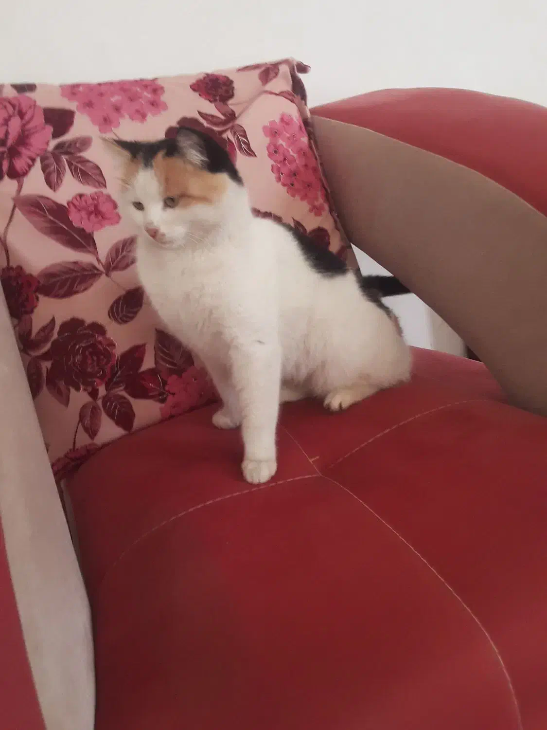 واگذاری گربه|گربه|تبریز, |دیوار