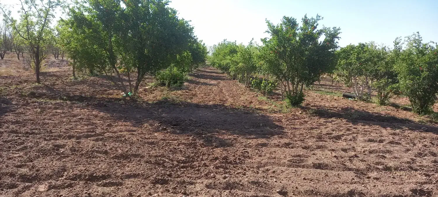 باغ فروشی در فخر آباد تقاب (چاه دوستی ها)|فروش دفتر صنعتی، کشاورزی، تجاری|خوسف, |دیوار