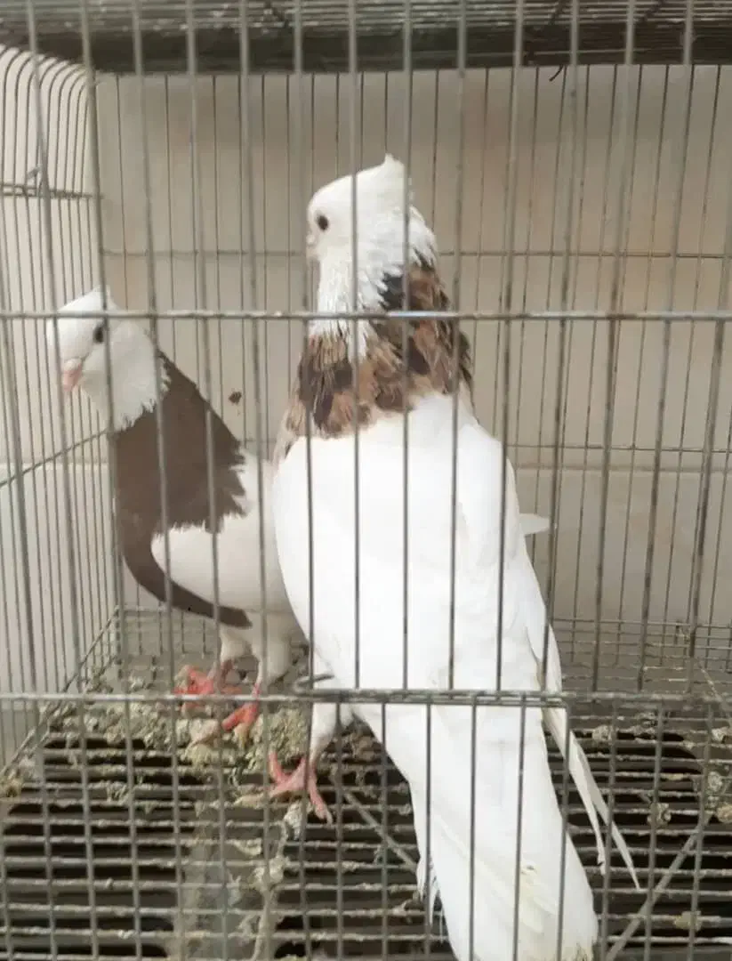 طوقی هفترنگ|پرنده|اصفهان, منتظرالمهدی|دیوار