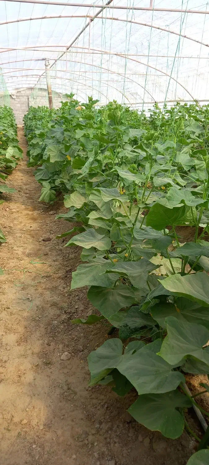 خیارگلخانه|خوردنی و آشامیدنی|خمک, |دیوار