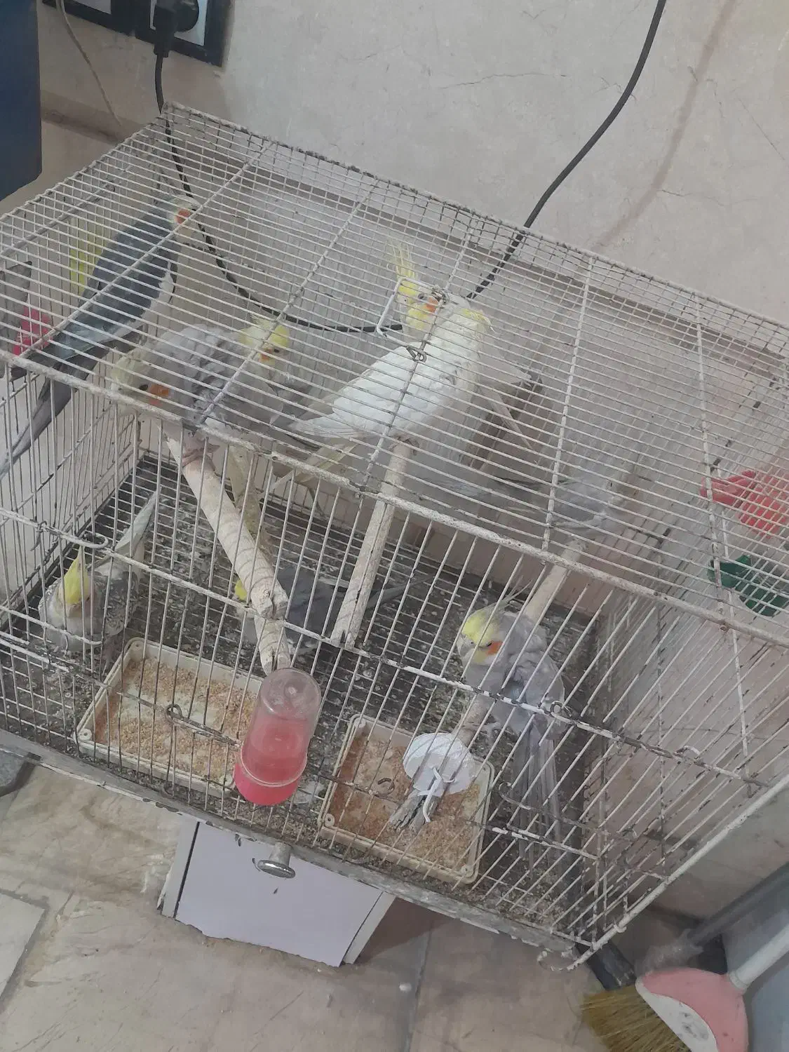 معاوضه|پرنده|مشهد, رده|دیوار