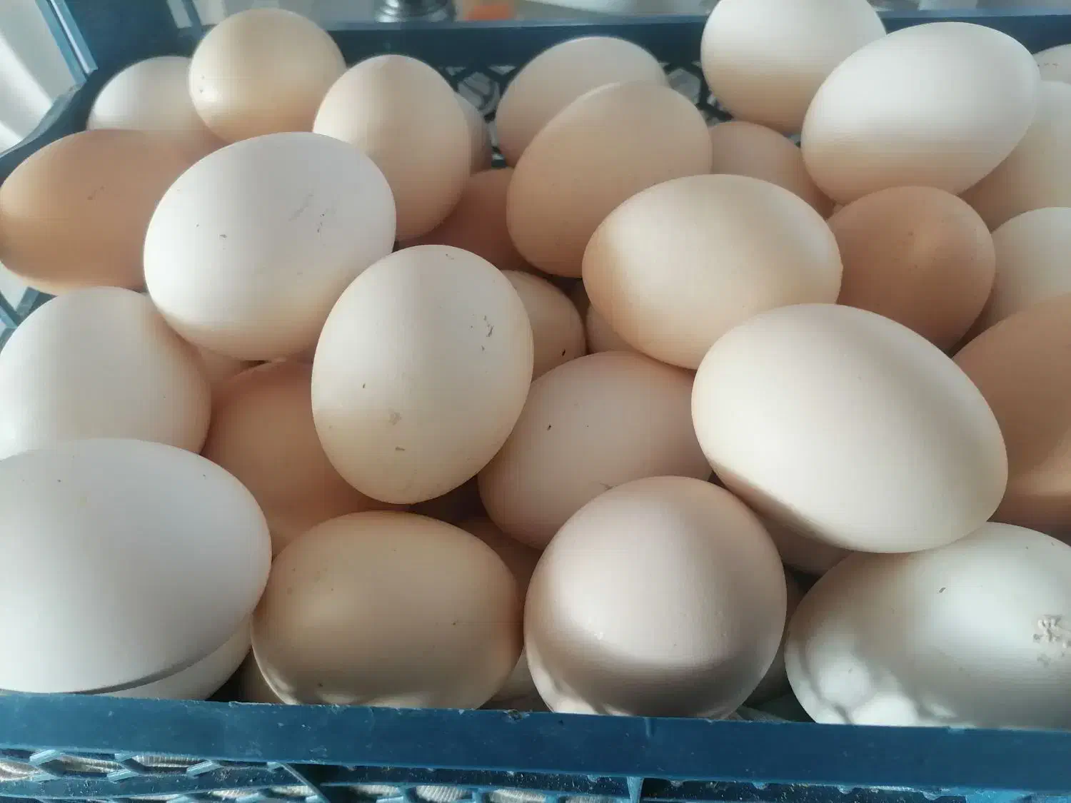 فروش غازهای سفید درشت و مرغ های یکساله|حیوانات مزرعه|شیدا, |دیوار