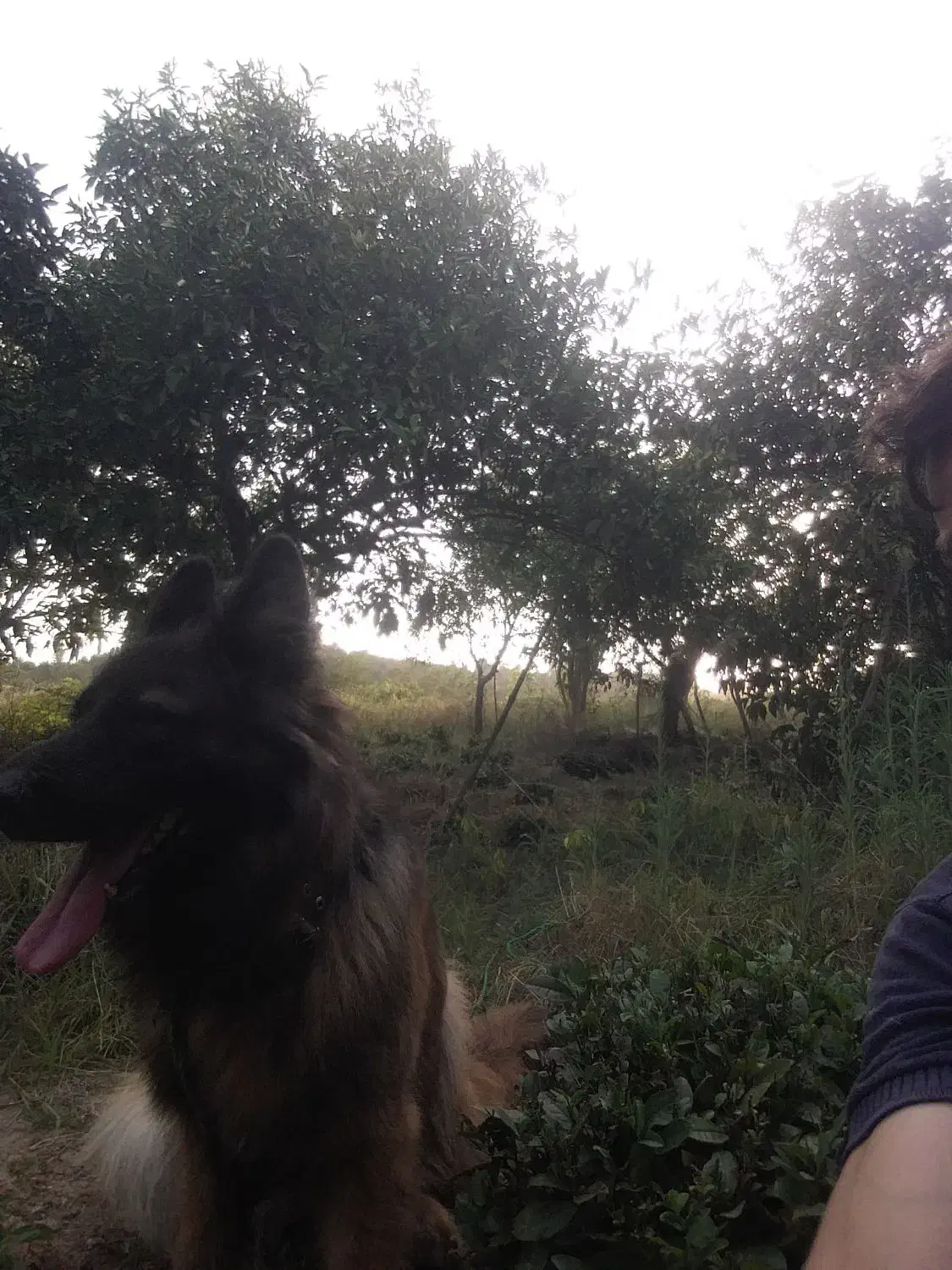 سگ گمشده|سگ|زرندیه, |دیوار