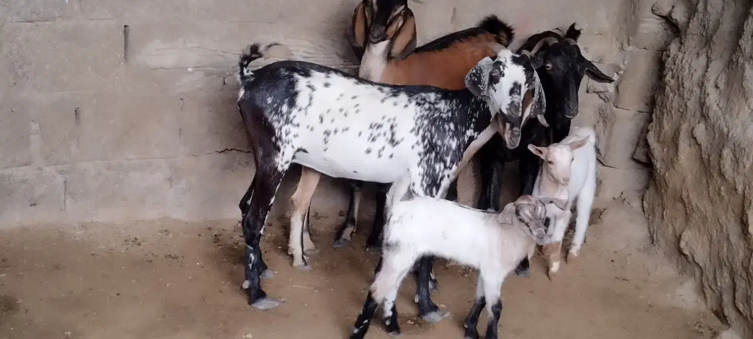 کهره|حیوانات مزرعه|قشم, |دیوار