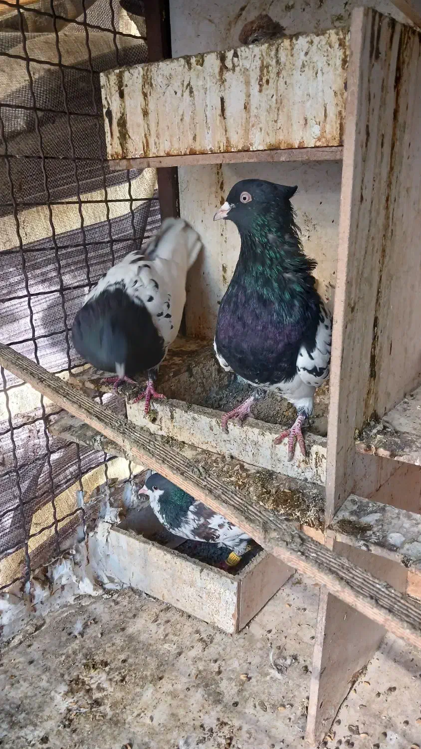 کبوتر کله ای|پرنده|چهاردانگه (تهران), |دیوار