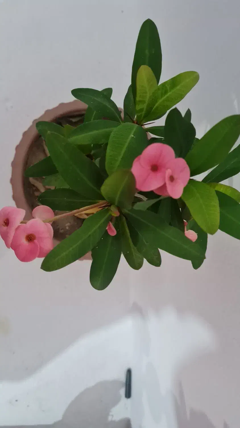 گل روز مادر|گل و گیاه طبیعی|مراغه, |دیوار